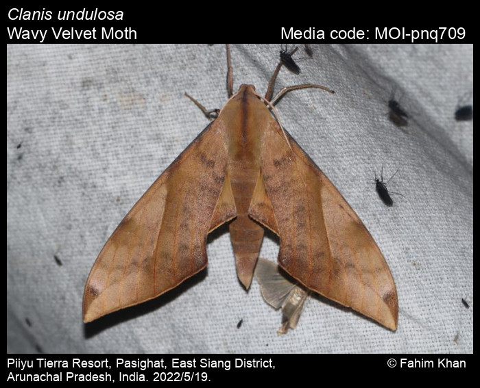 Clanis undulosa Moore, 1879 Wavy Velvet Moth Moths